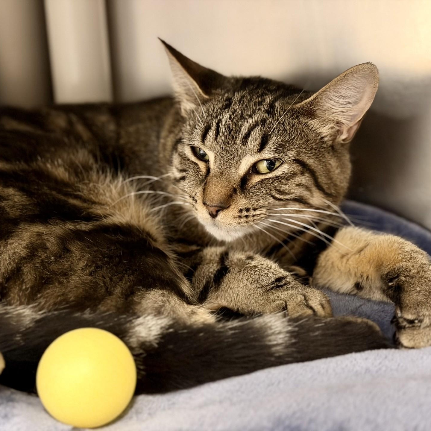 Enlarge Tracy, a ADOPTABLE Domestic Short Hair in Manahawkin, NJ image 2/2