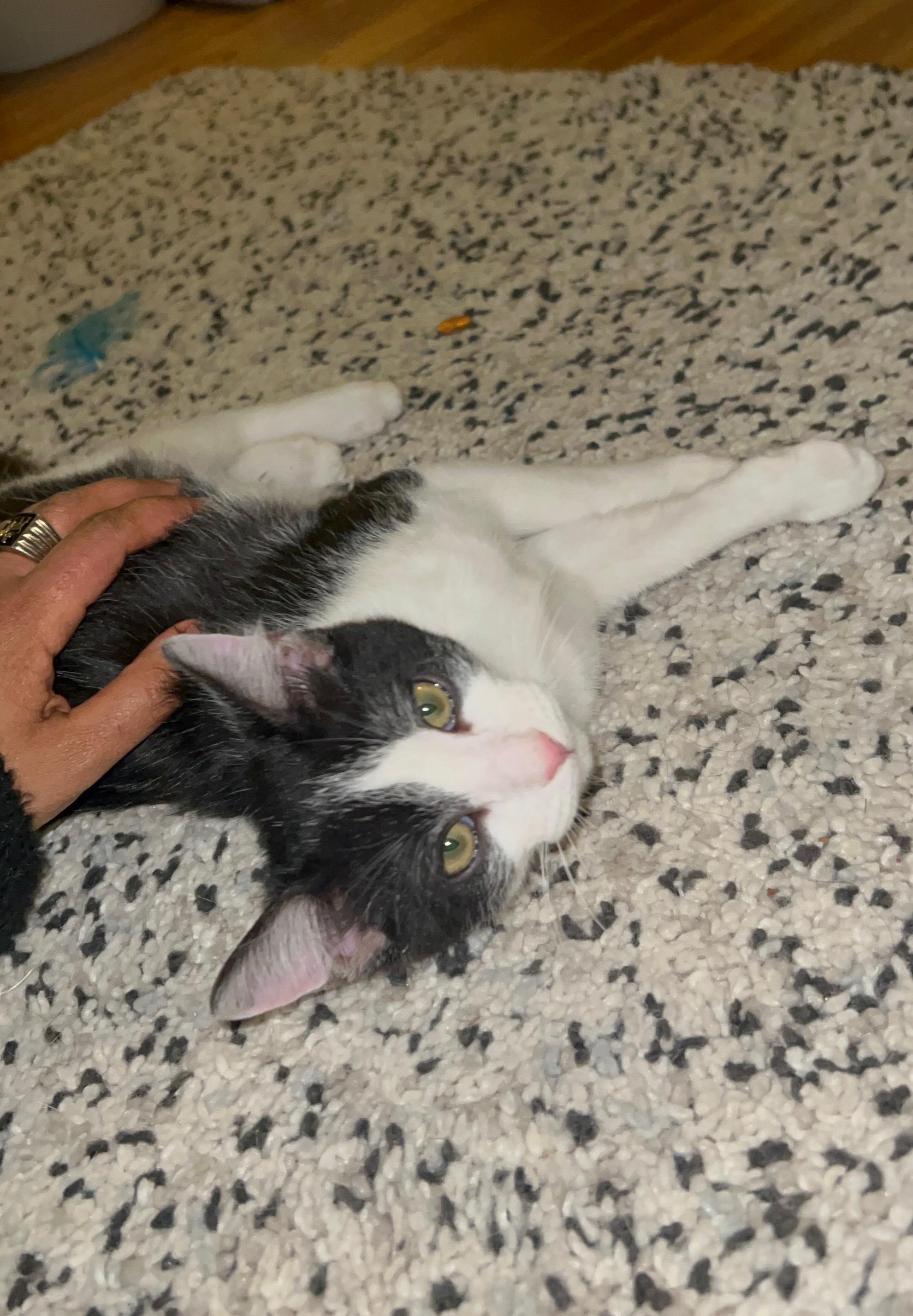 Oreo, adopted, Kitten Male Domestic Short Hair.