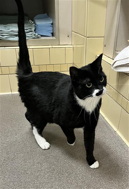 Enlarge ZEVA, a Adoptable Domestic Short Hair in Denver, CO image 1/1