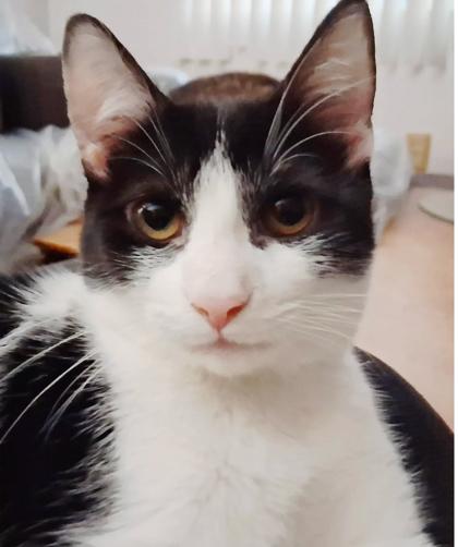 Maggie, Adoptable, Young Female Domestic Short Hair & Domestic Short Hair.