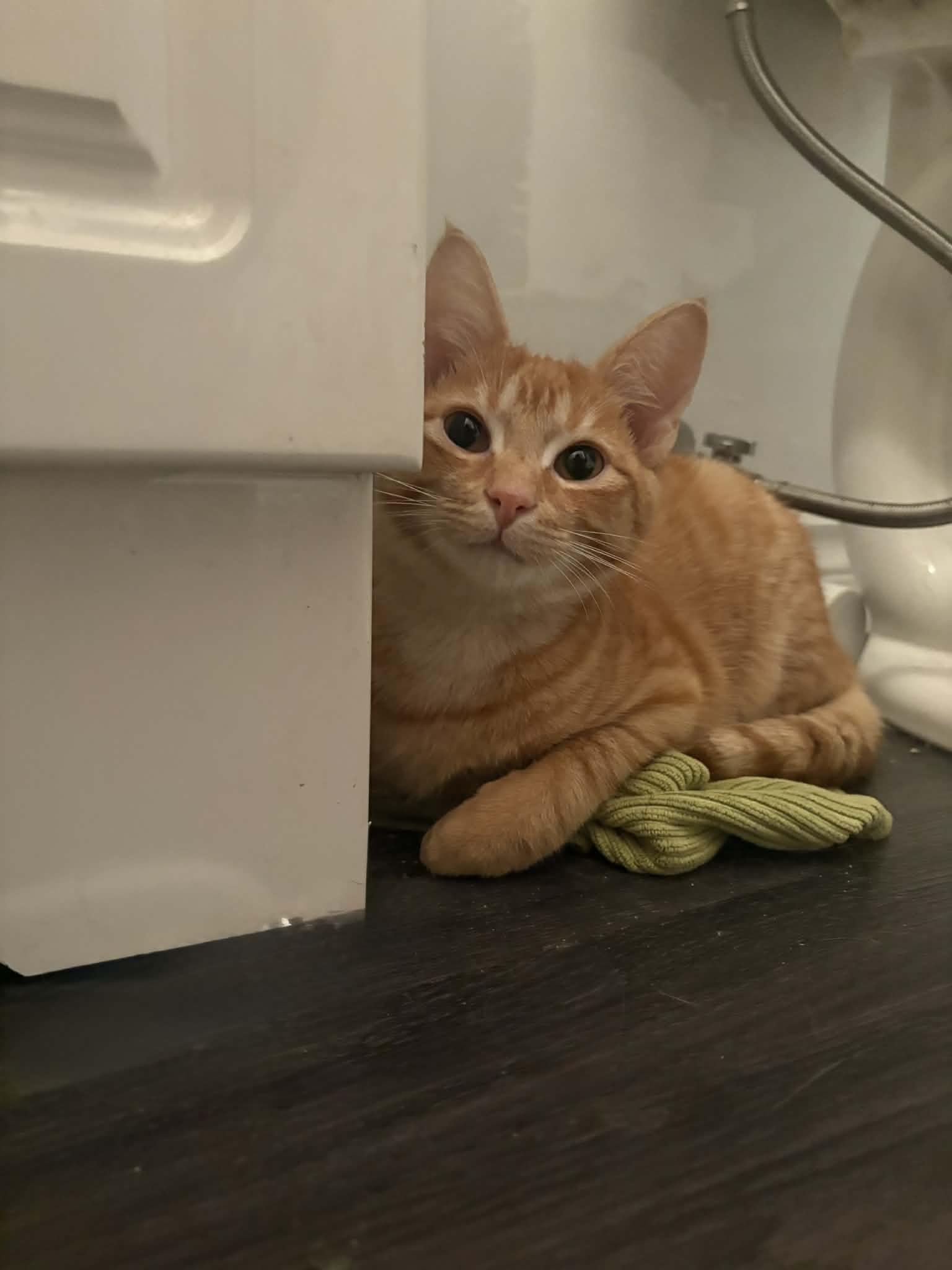 Enlarge CHECKERS, a ADOPTABLE Domestic Short Hair in Tillsonburg, ON image 2/4