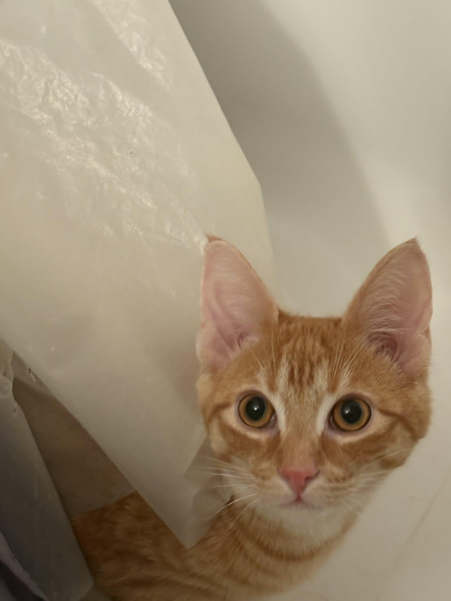 Enlarge CHECKERS, a ADOPTABLE Domestic Short Hair in Tillsonburg, ON image 1/4