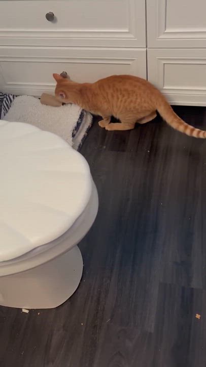 Enlarge CHECKERS, a ADOPTABLE Domestic Short Hair in Tillsonburg, ON video 4/4