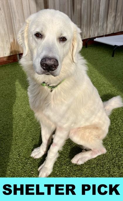 Lorek, a Adoptable mixed breed in Eugene, OR image 1/3