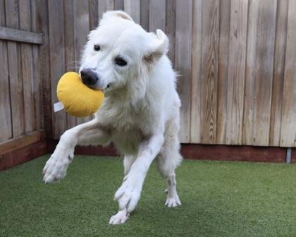 Lorek, a Adoptable mixed breed in Eugene, OR image 2/3