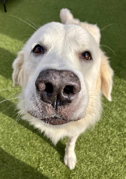 Lorek, Adoptable, Adult Male Great Pyrenees & Mixed Breed.