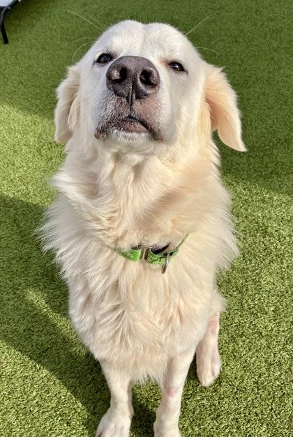 Lorek, a Adoptable mixed breed in Eugene, OR image 3/3