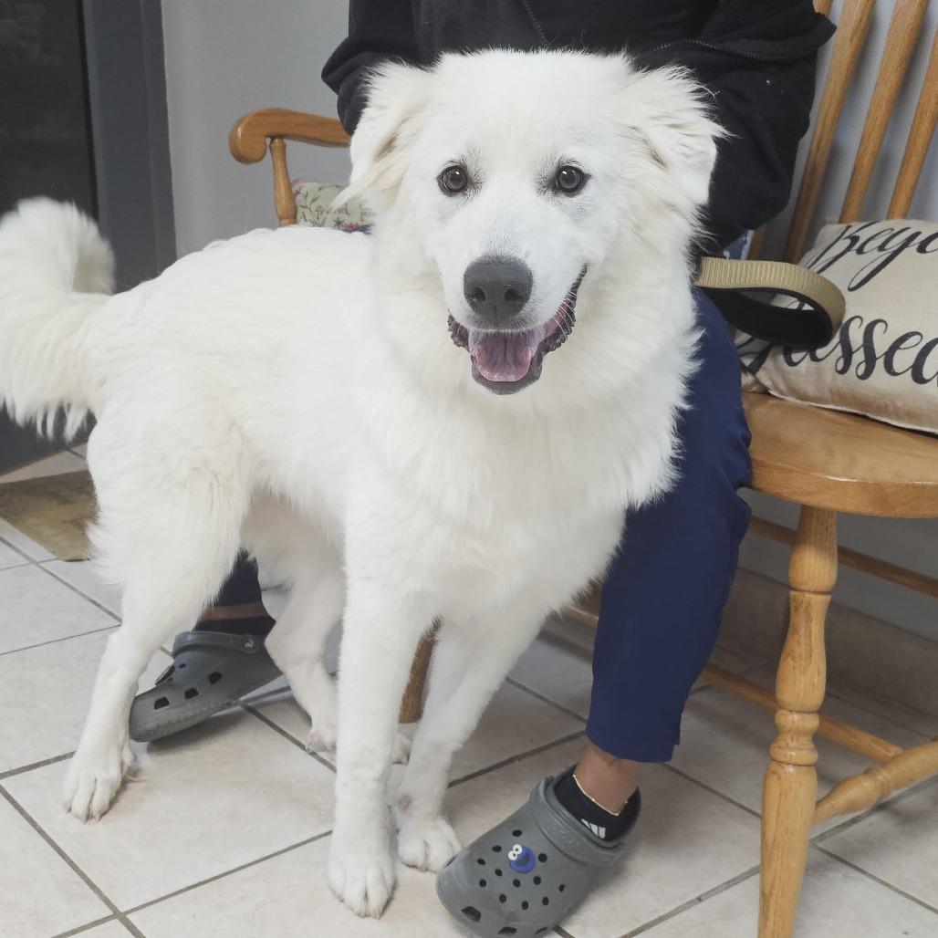 Great Pyrenees for Adoption in Dover, Delaware | Petfinder