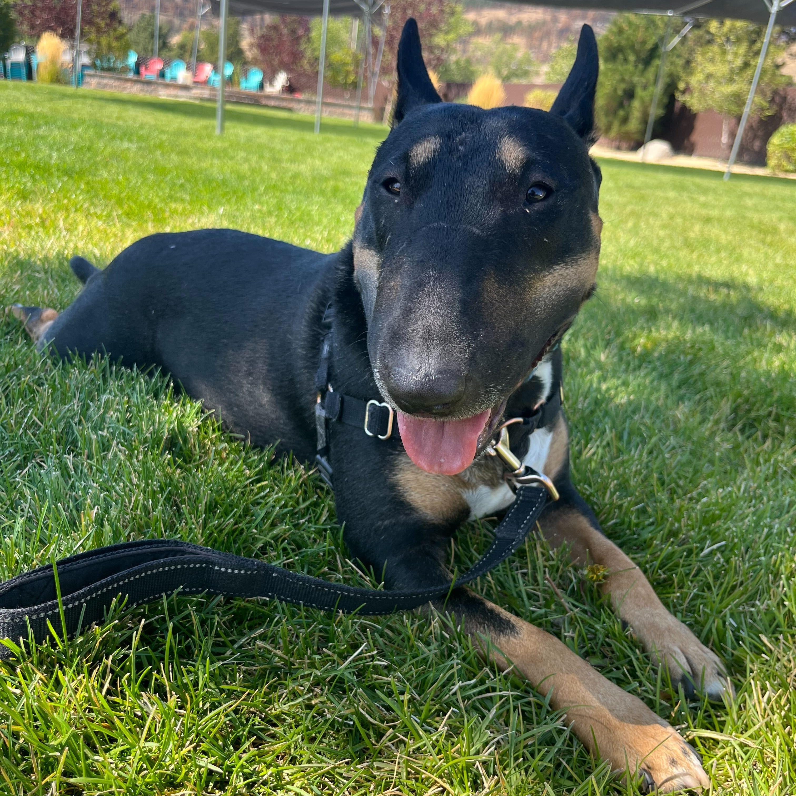 Enlarge Valkyrie, a Adopted Bull Terrier in Washoe Valley, NV image 1/2