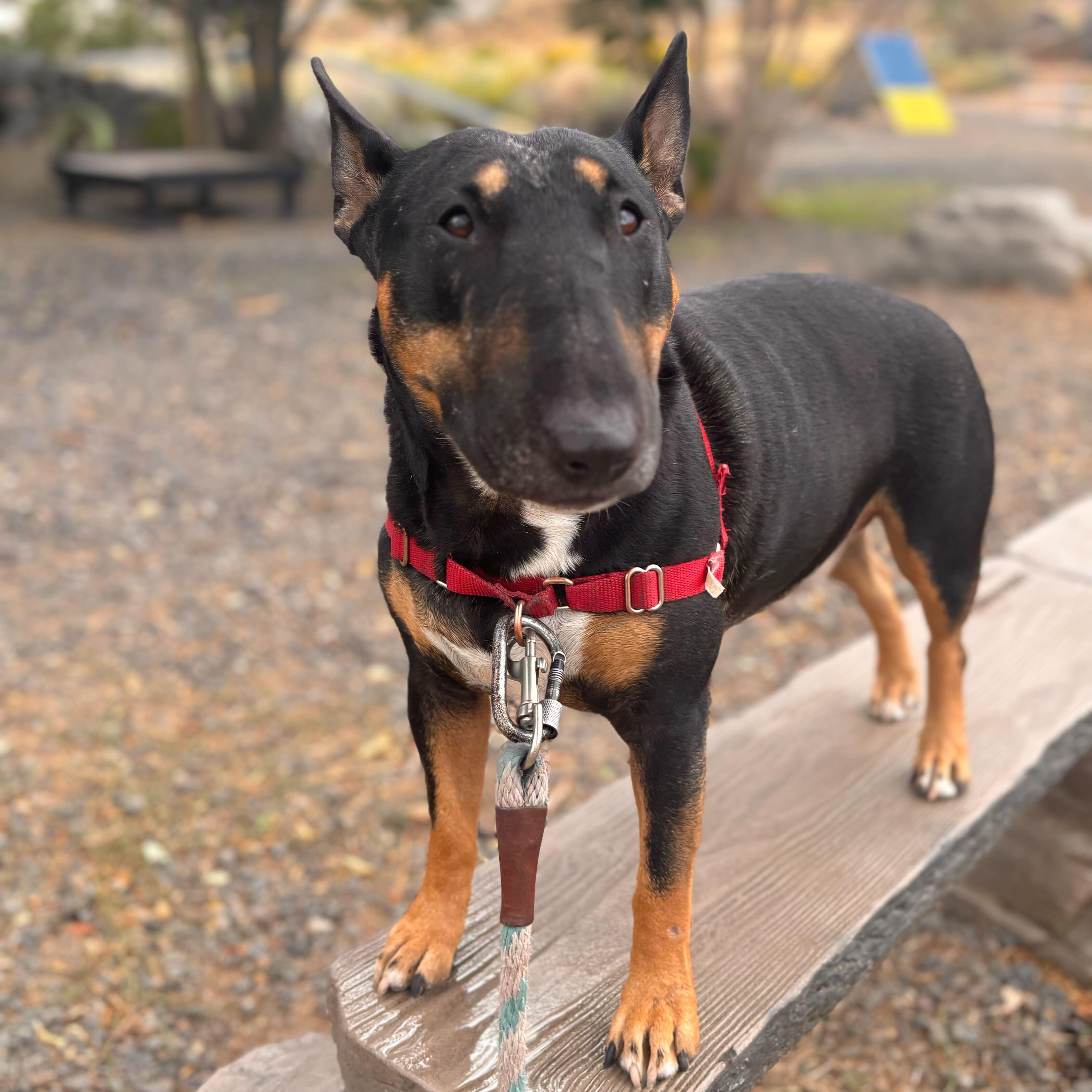 Enlarge Valkyrie, a Adopted Bull Terrier in Washoe Valley, NV image 2/2