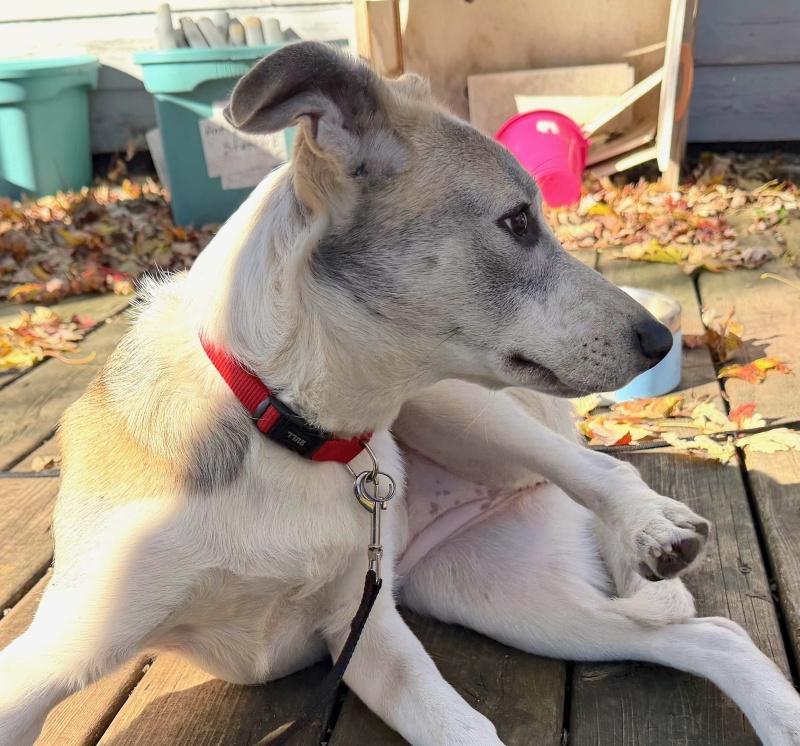 Willow, Adoptable, Young Female Husky & Labrador Retriever.