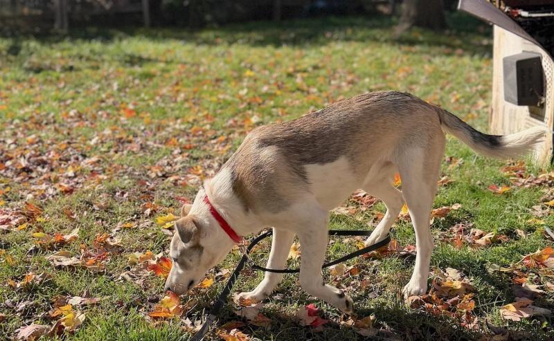Enlarge Willow, a Adoptable mixed breed in Bancroft, ON image 2/4