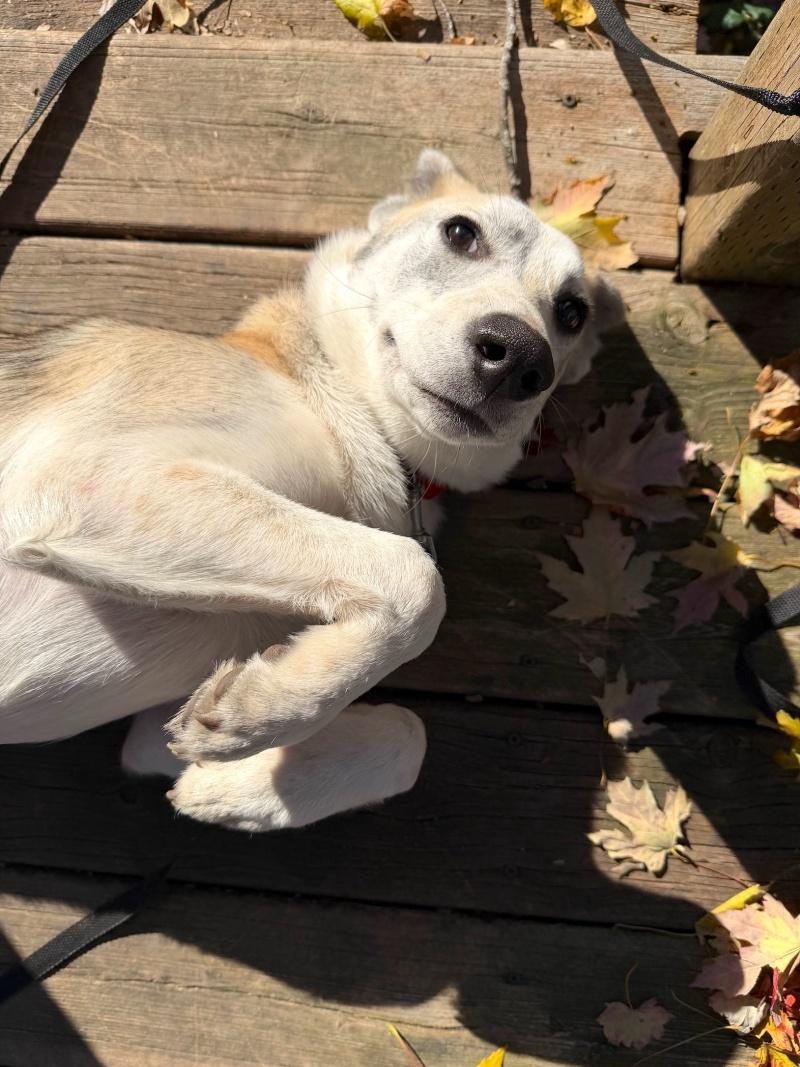 Enlarge Willow, a Adoptable mixed breed in Bancroft, ON image 4/4