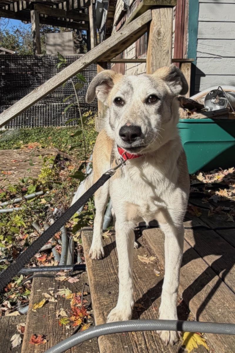Enlarge Willow, a Adoptable mixed breed in Bancroft, ON image 3/4