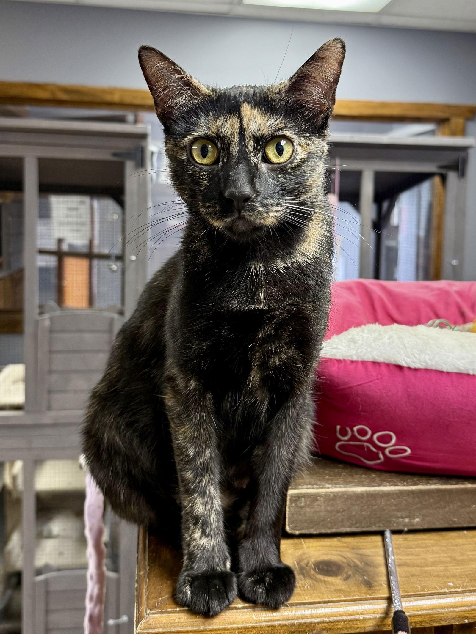 Enlarge CAT - Marigold, a Adoptable mixed breed in GILBERTS, IL image 1/3