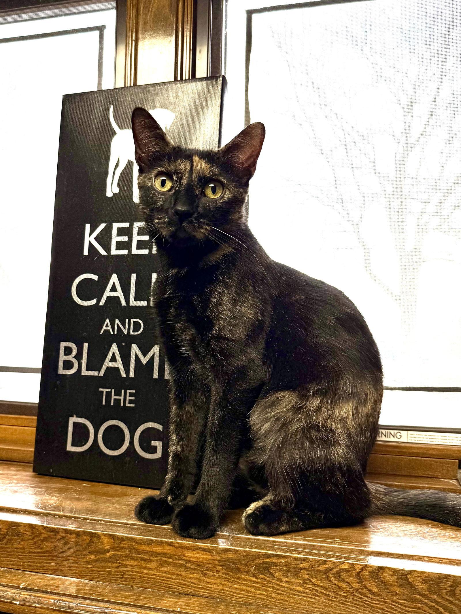 Enlarge CAT - Marigold, a Adoptable mixed breed in GILBERTS, IL image 2/3
