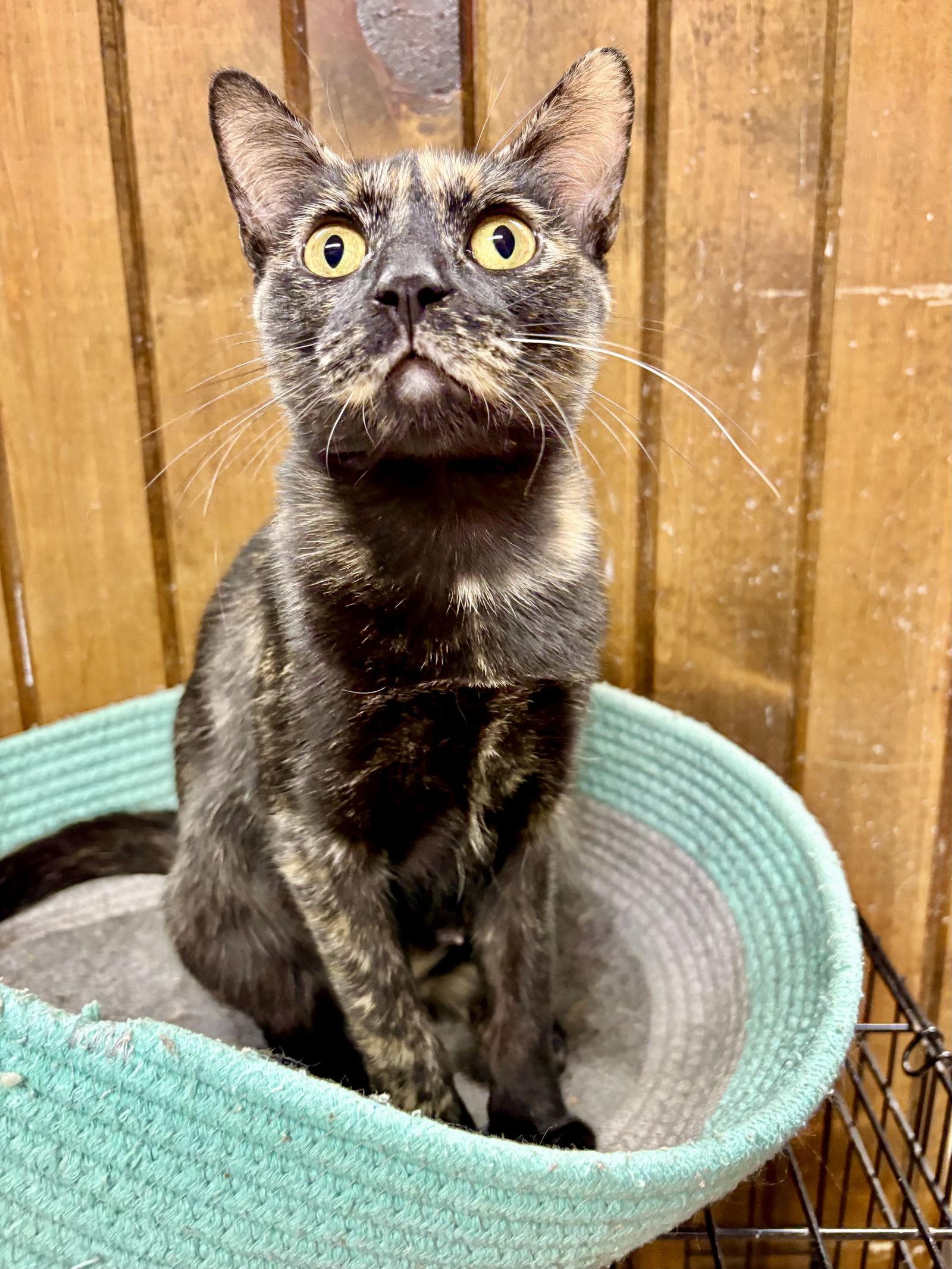 CAT - Marigold, Adoptable, Young Female Tortoiseshell & Domestic Short Hair.