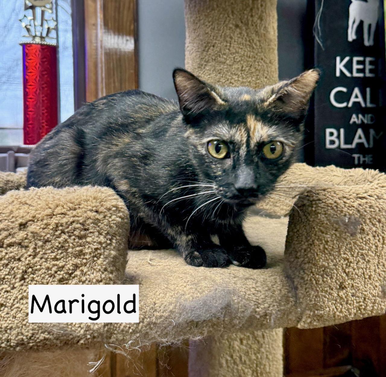 CAT - Marigold, a Adoptable mixed breed in GILBERTS, IL image 2/3