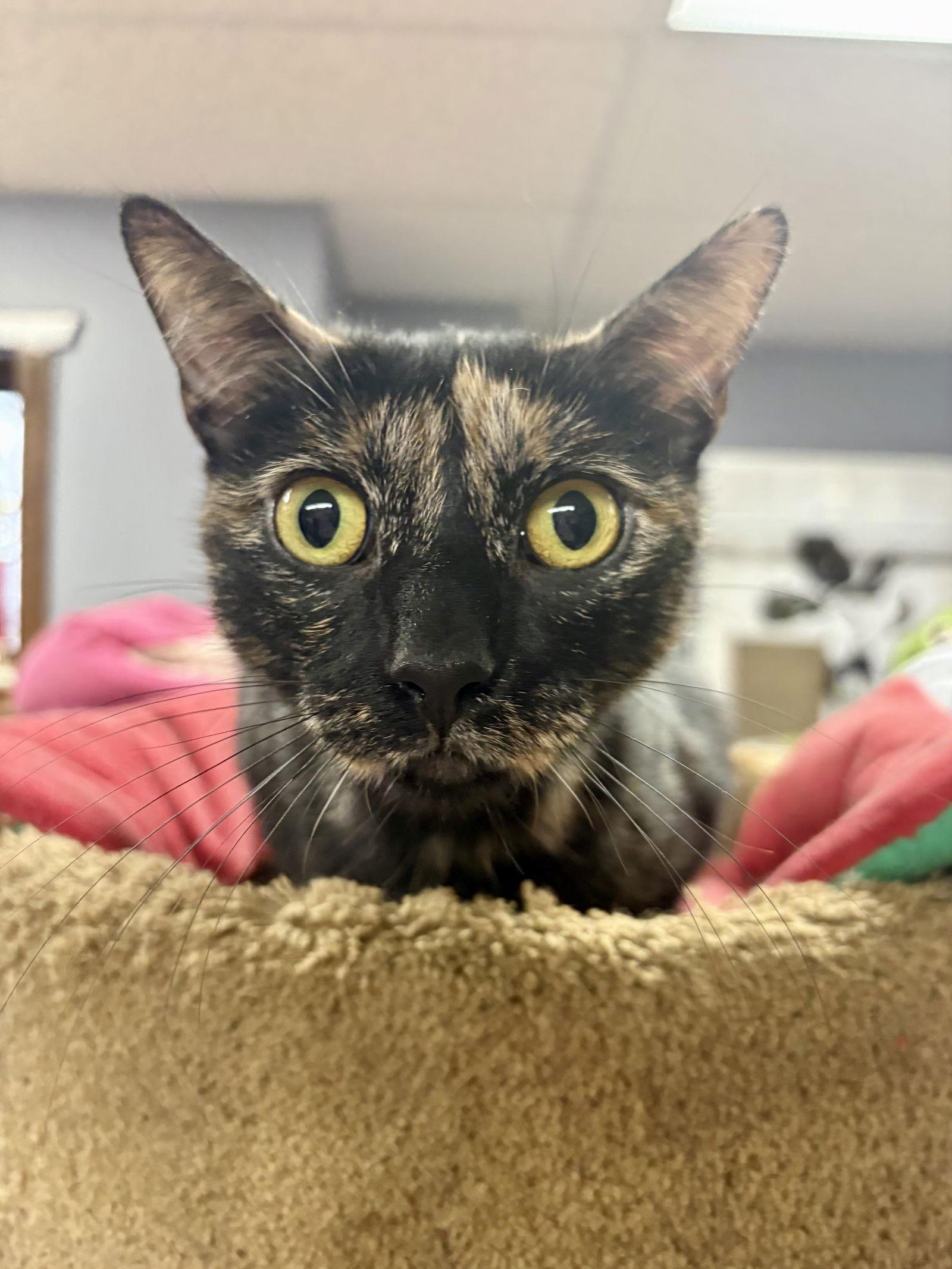 Enlarge CAT - Marigold, a Adoptable mixed breed in GILBERTS, IL image 3/3
