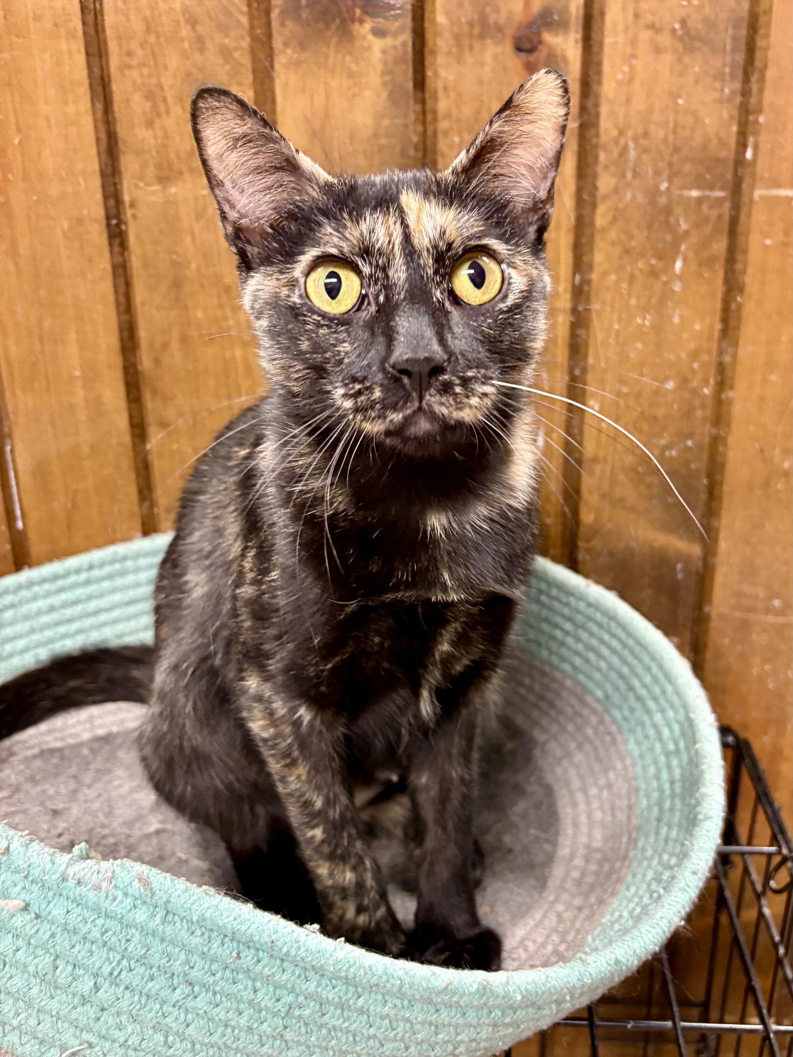 CAT - Marigold, a Adoptable mixed breed in GILBERTS, IL image 3/3