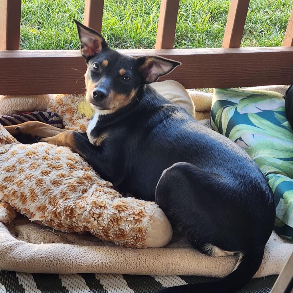 Ellie, Adoptable, Adult Female Terrier & Australian Shepherd.