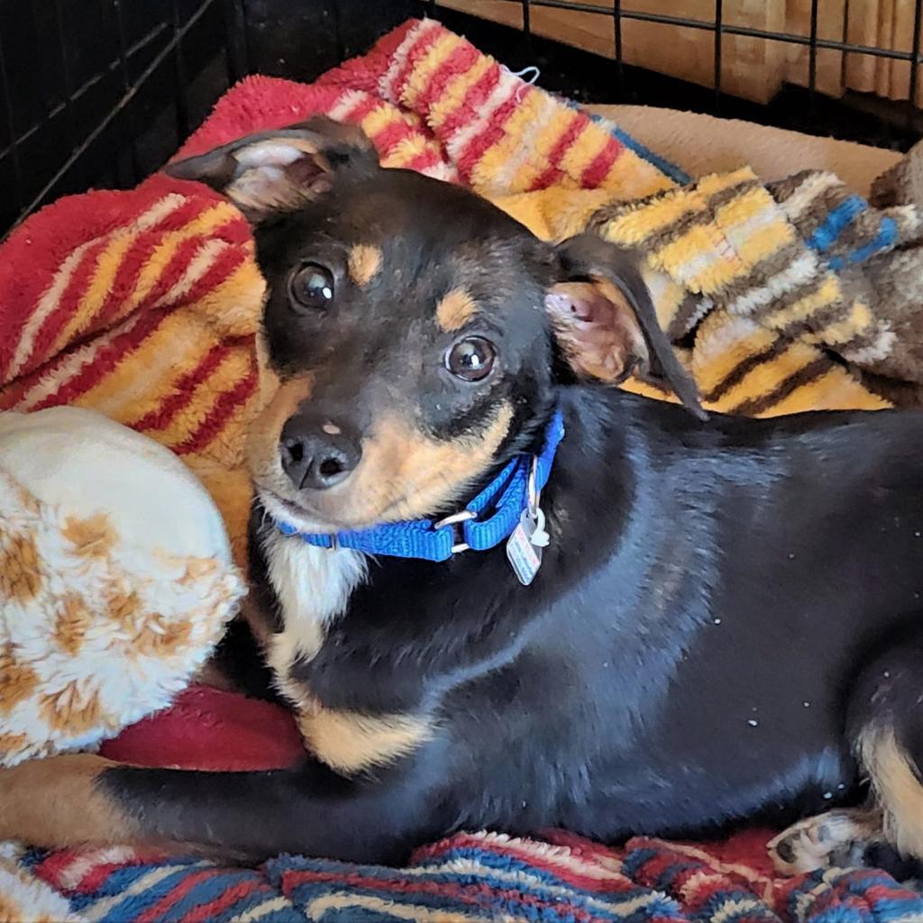 Enlarge Ellie, a Adoptable mixed breed in Joliet, IL image 2/3