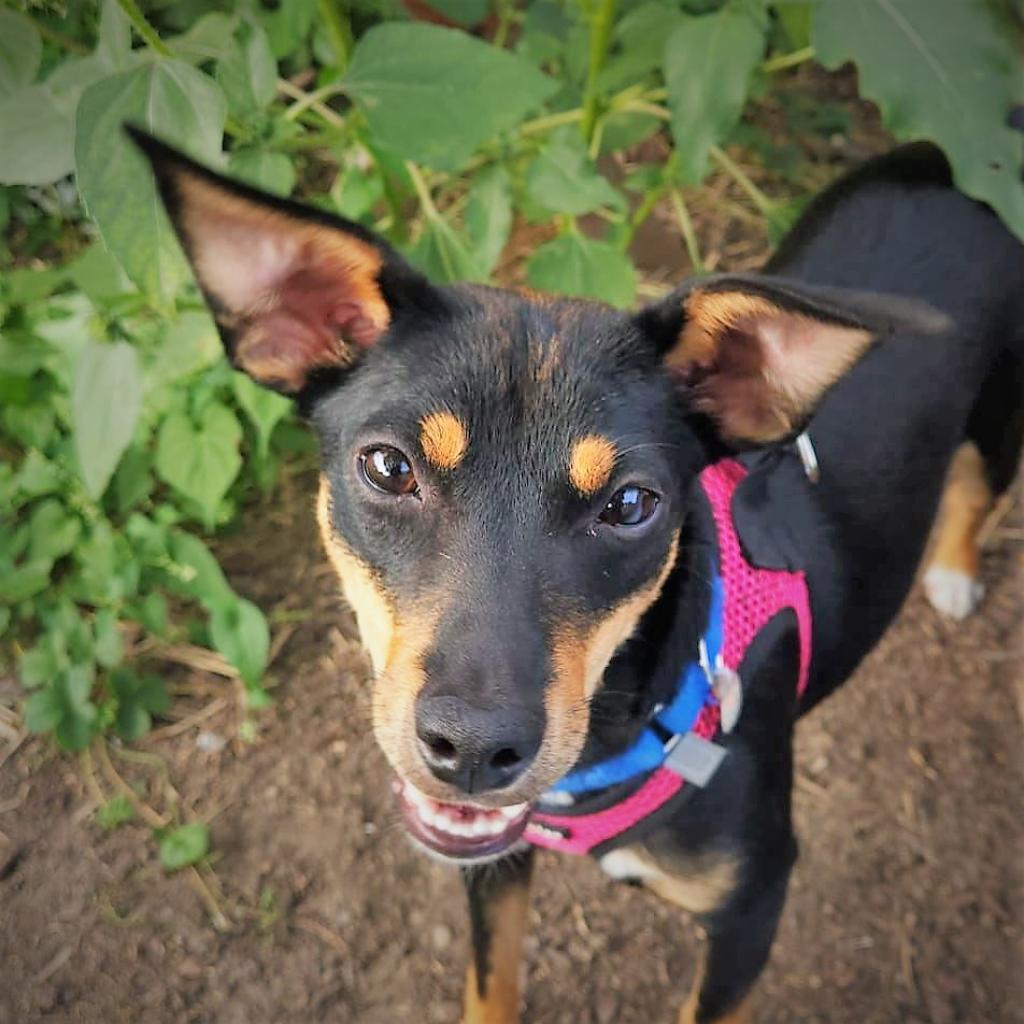 Enlarge Ellie, a Adoptable mixed breed in Joliet, IL image 3/3