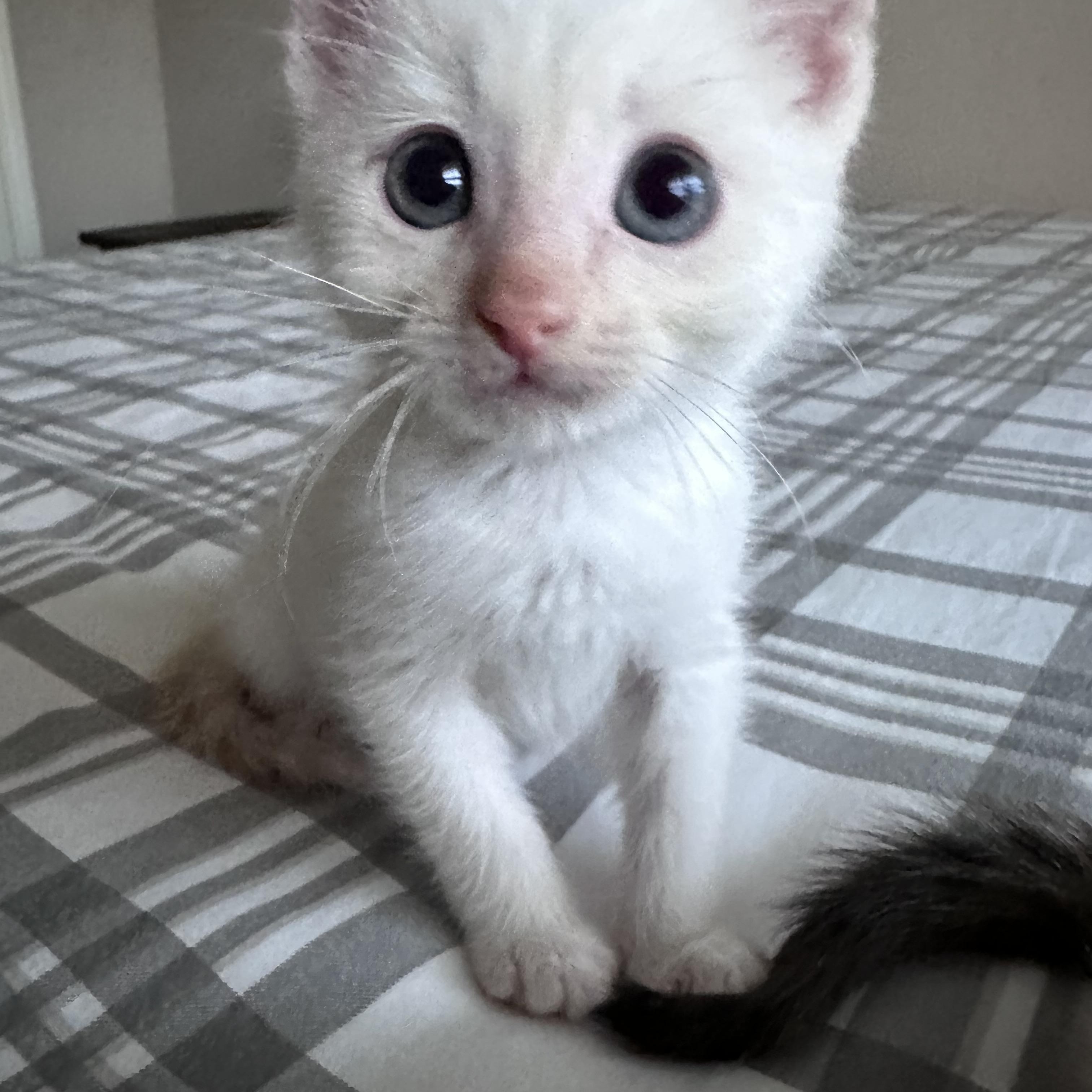 Enlarge Berlioz, an adopted mixed breed in White Lake, MI image 2/2