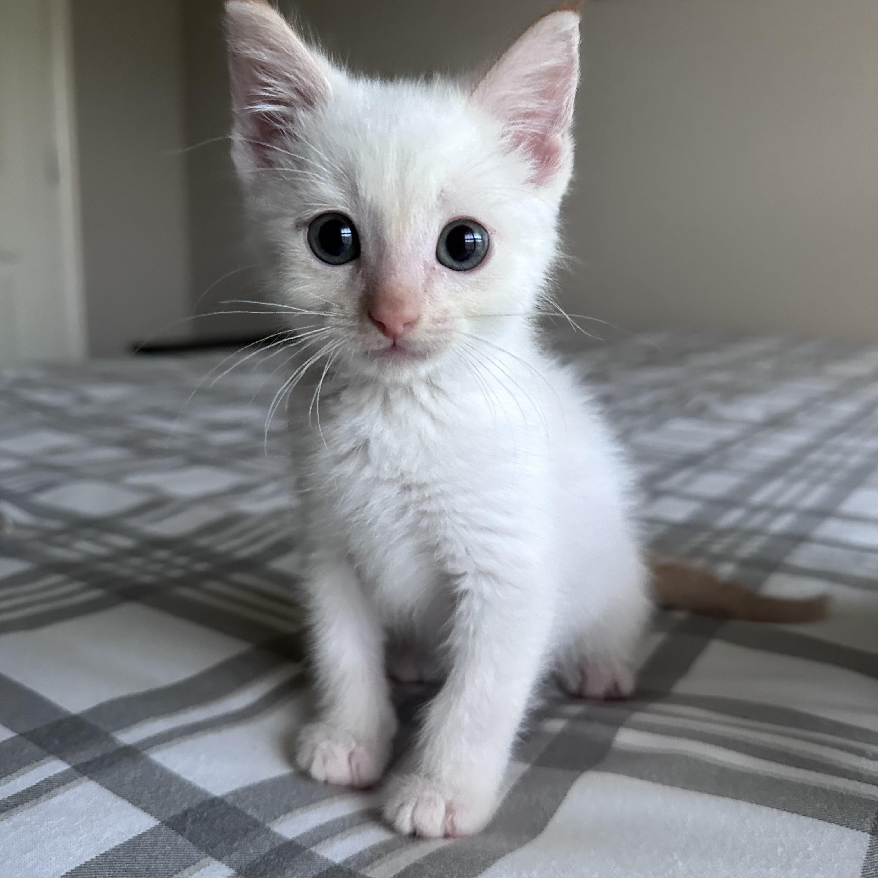 Berlioz, adopted, Kitten Male Siamese & Domestic Medium Hair.