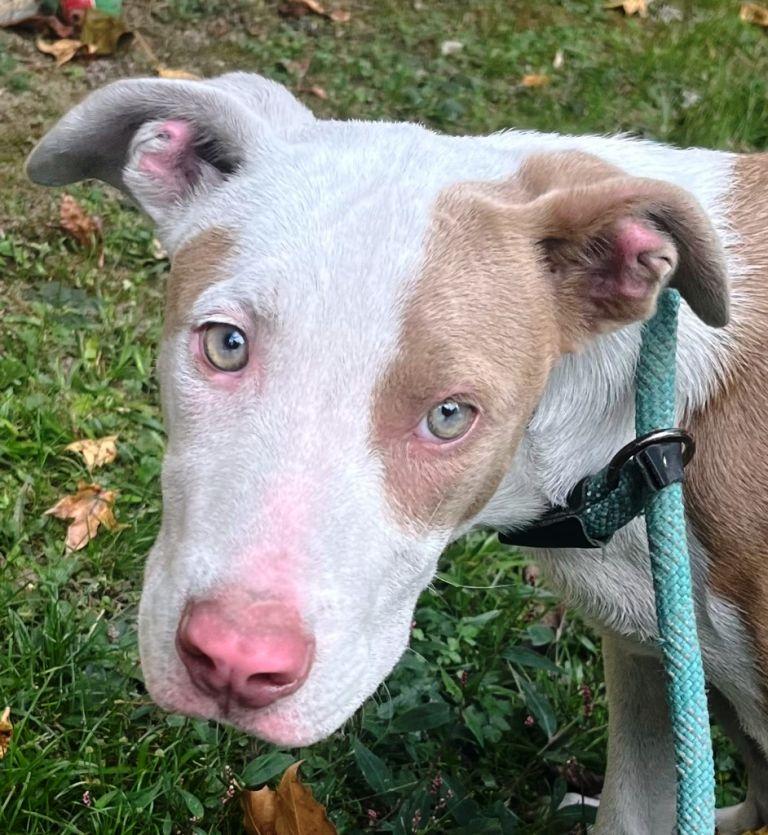Clancy  Handsome Bullyhound