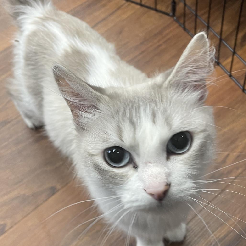 Bhoot, Adoptable, Adult Female Ragdoll.