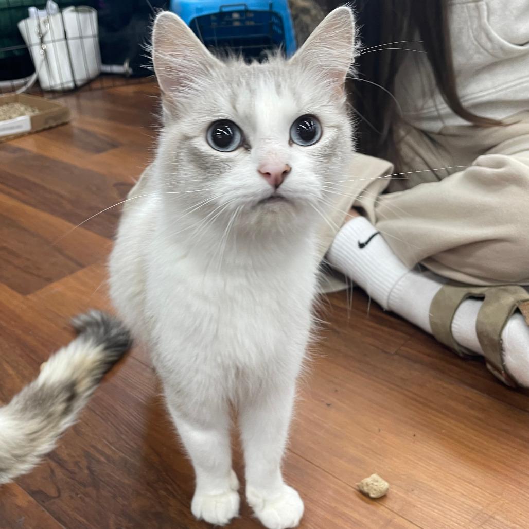 Enlarge Bhoot, a Adoptable Ragdoll in Lions Bay, BC image 2/2