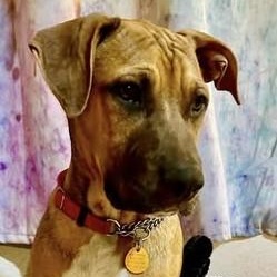 Pluto, adoptable, Young Male Mixed Breed.