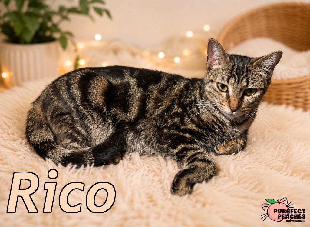 Rico, Adoptable, Young Female Domestic Short Hair.