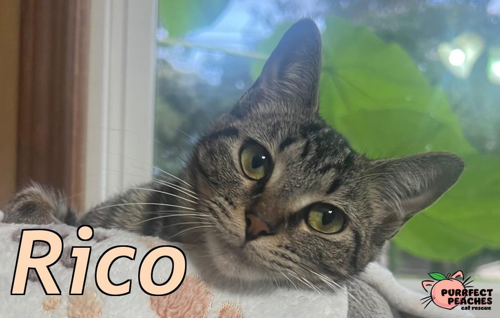 Enlarge Rico, a Adoptable mixed breed in Douglasville, GA image 2/3