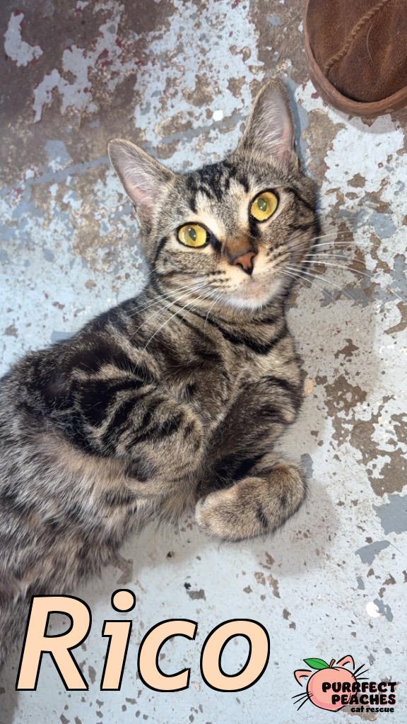 Enlarge Rico, a Adoptable mixed breed in Douglasville, GA image 3/3