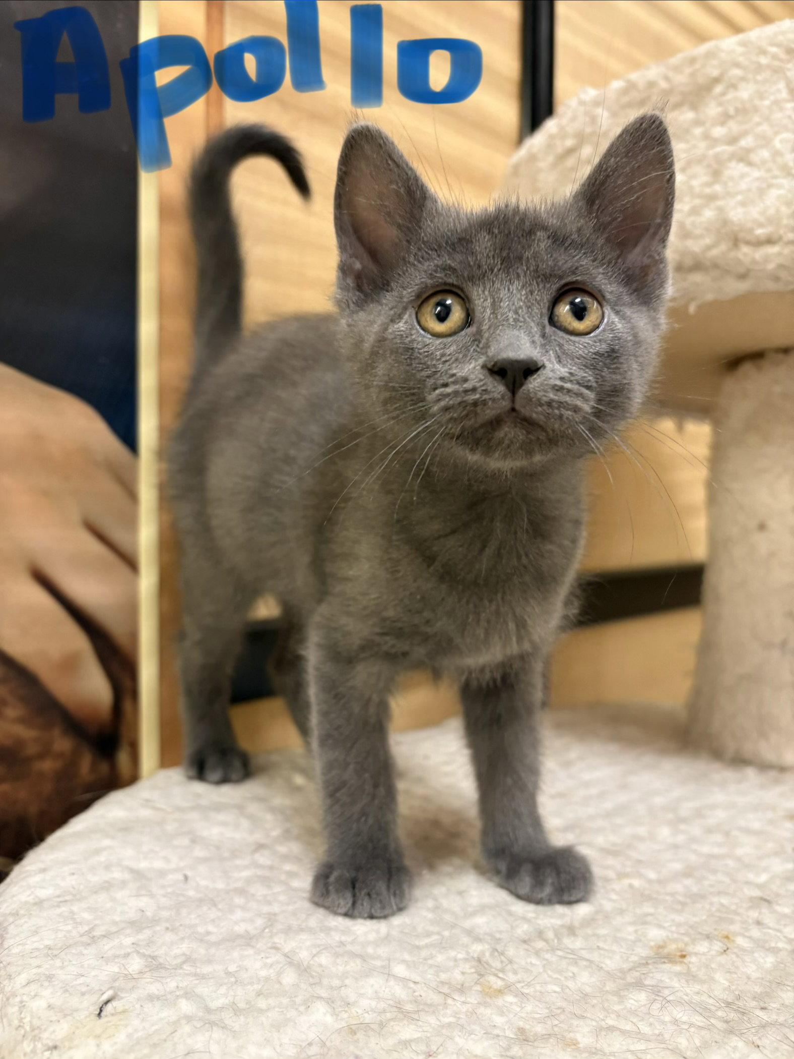 Enlarge Apollo, a Adoptable Domestic Short Hair in Yardley, PA image 1/3
