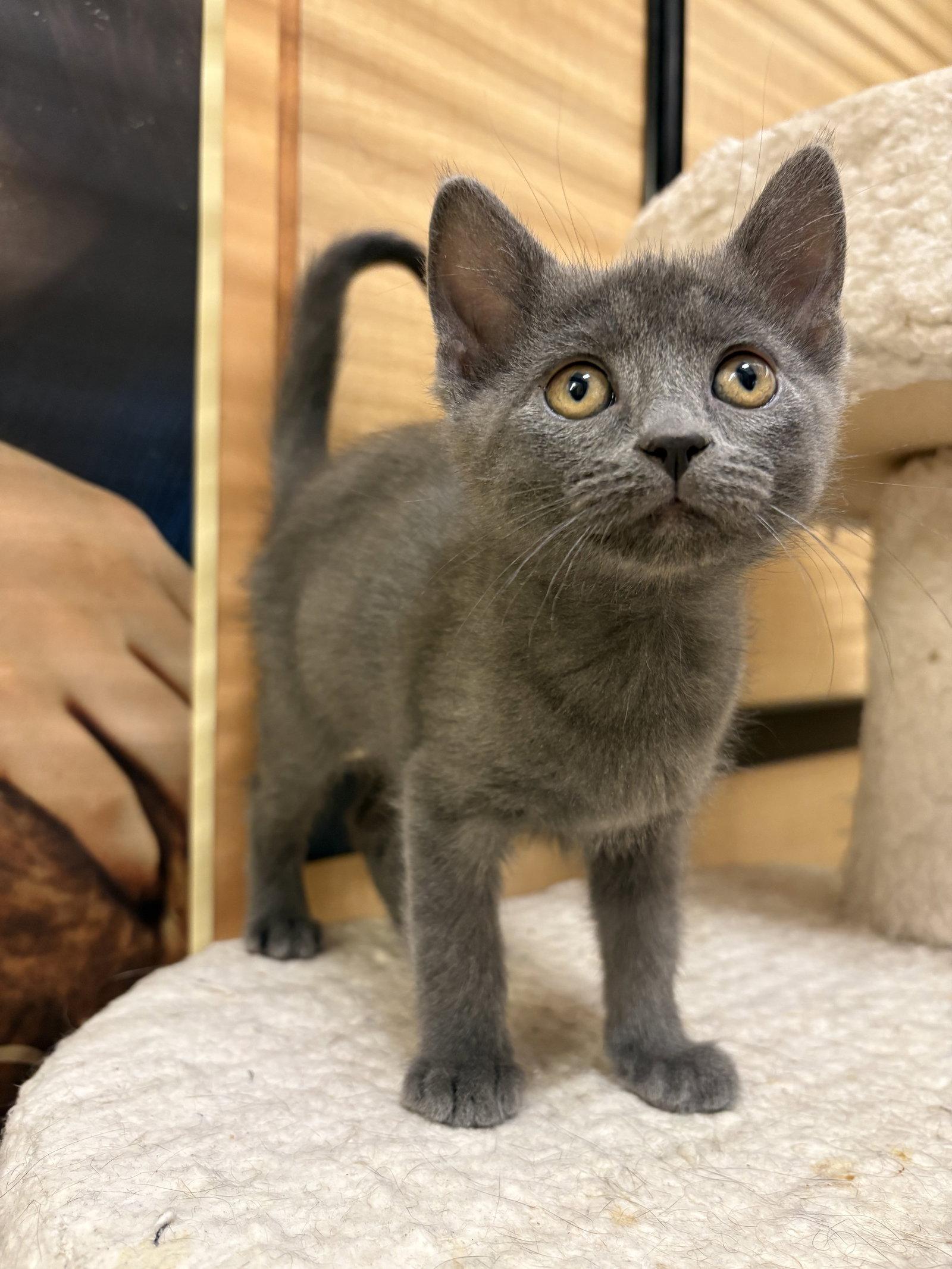 Enlarge Apollo, a Adoptable Domestic Short Hair in Yardley, PA image 2/3