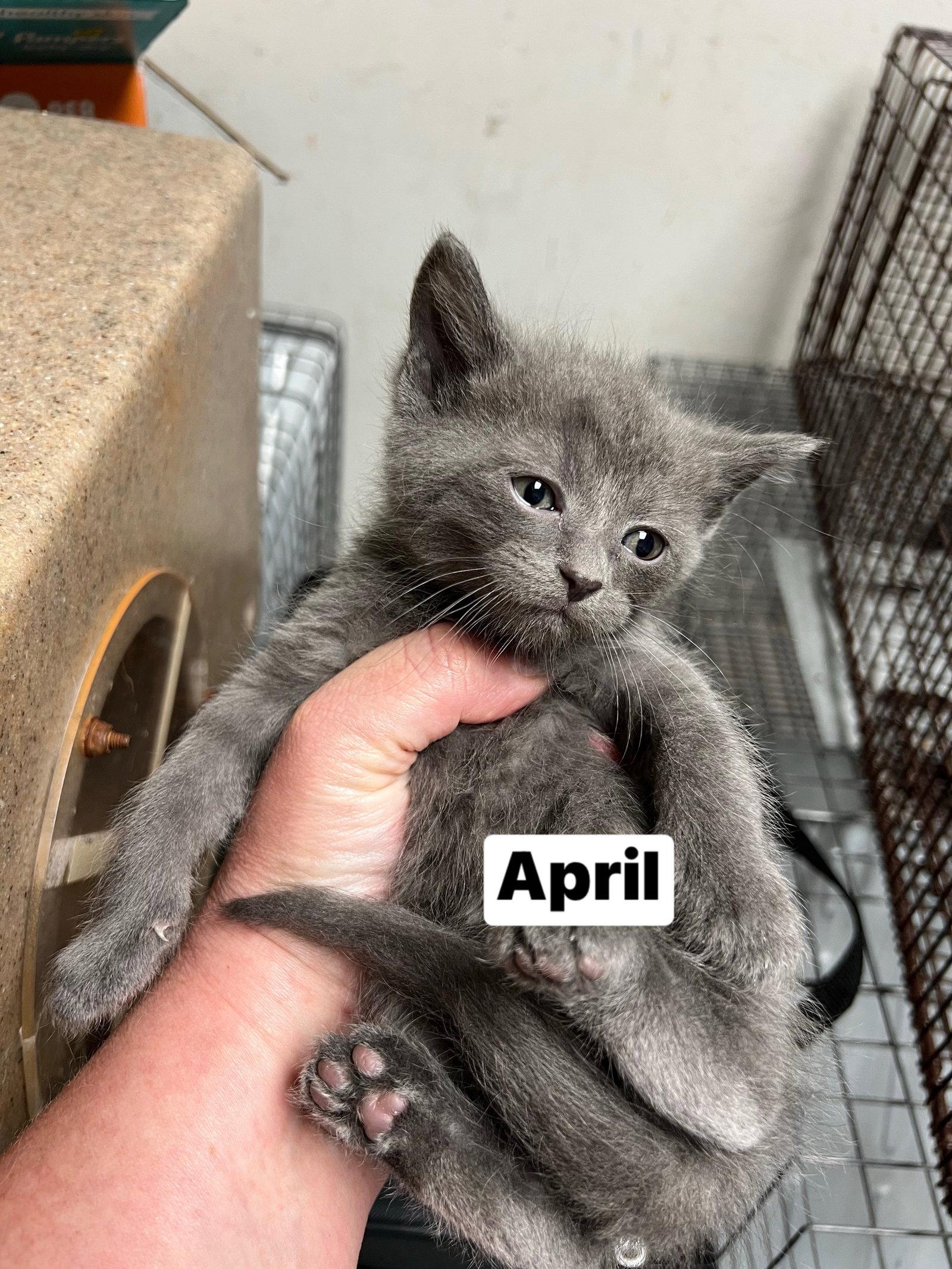 Enlarge Apollo, a Adoptable Domestic Short Hair in Yardley, PA image 3/3