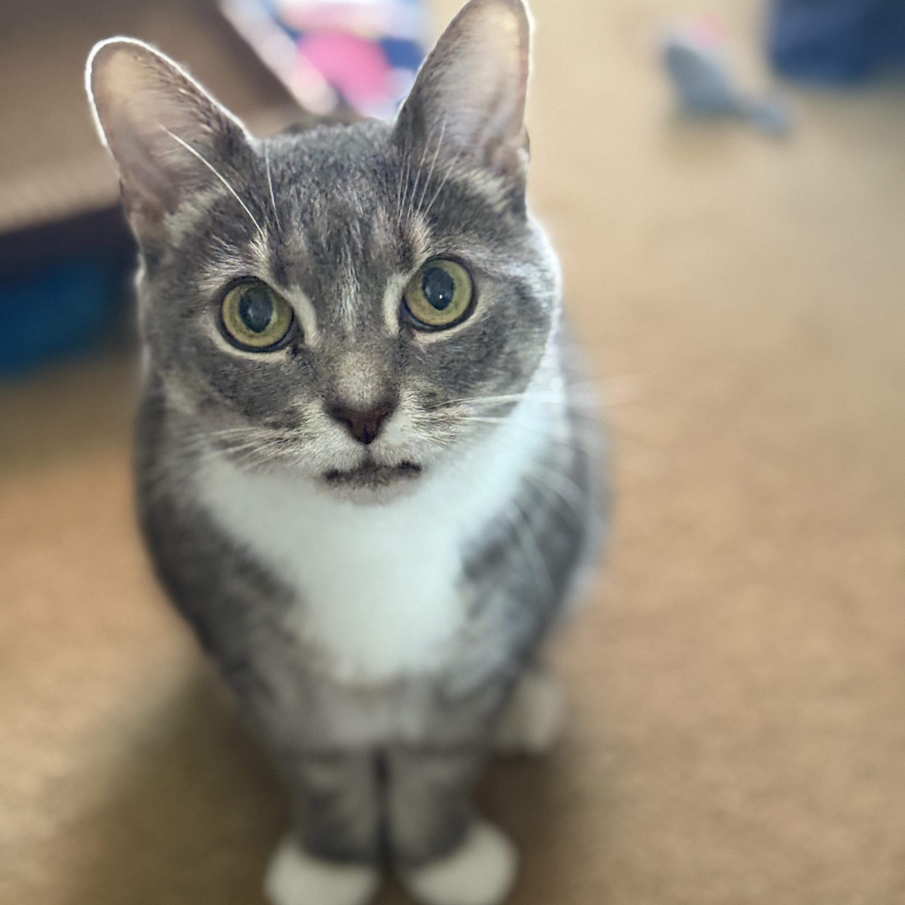 Enlarge Blair, a Adoptable Domestic Short Hair in Alexandria, VA image 5/6