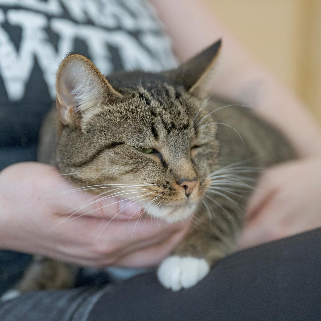 Goldie, Adoptable, Young Female Domestic Short Hair.