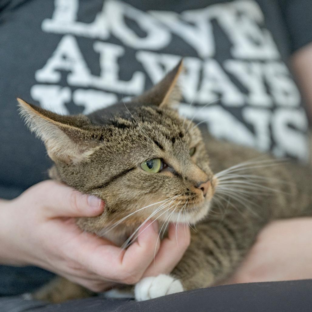 Enlarge Goldie, a Adoptable Domestic Short Hair in Chapel Hill, NC image 2/4