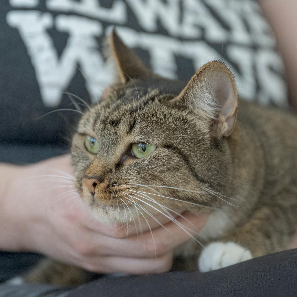 Enlarge Goldie, a Adoptable Domestic Short Hair in Chapel Hill, NC image 3/4