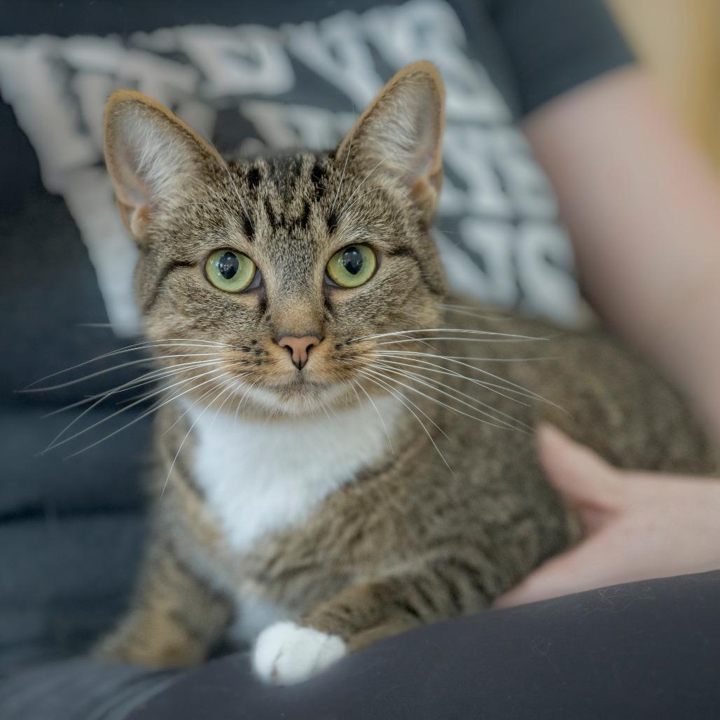 Enlarge Goldie, a Adoptable Domestic Short Hair in Chapel Hill, NC image 4/4