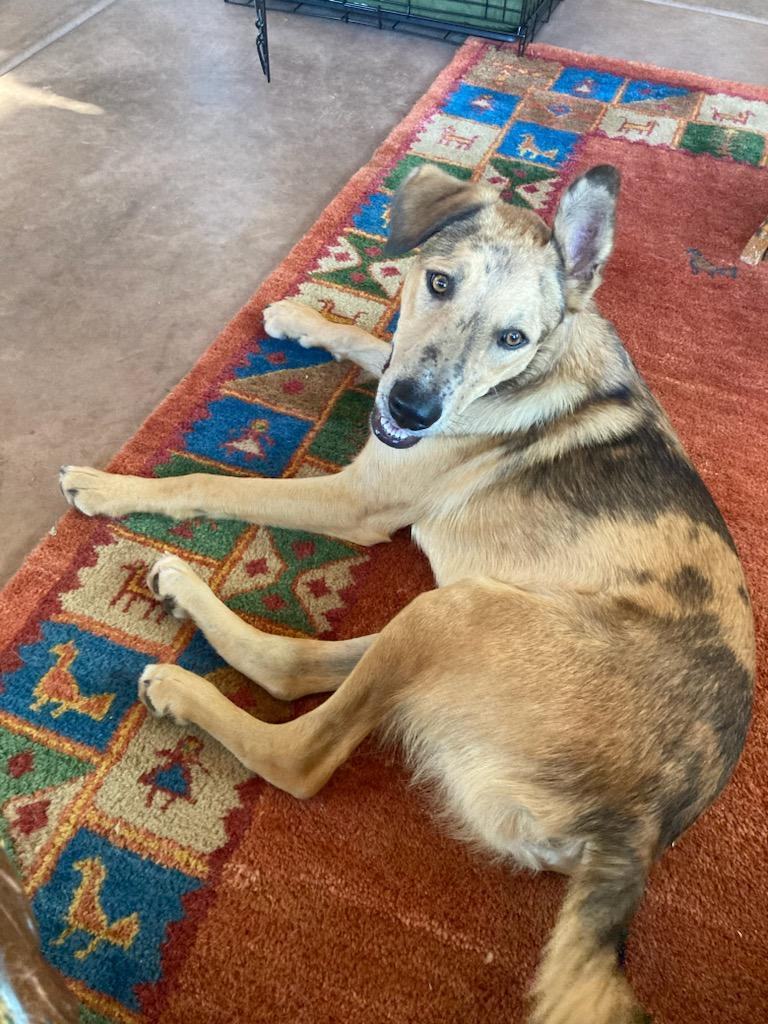 Enlarge Heath, a Adopted mixed breed in Saint David, AZ image 1/4