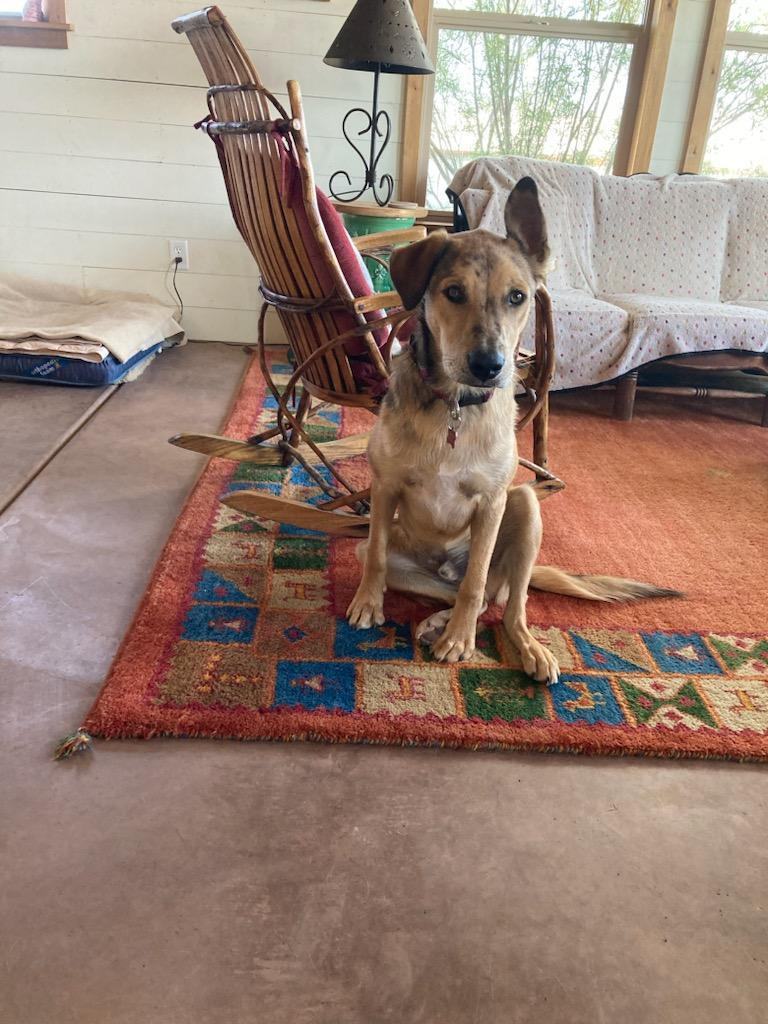 Enlarge Heath, a Adopted mixed breed in Saint David, AZ image 2/4