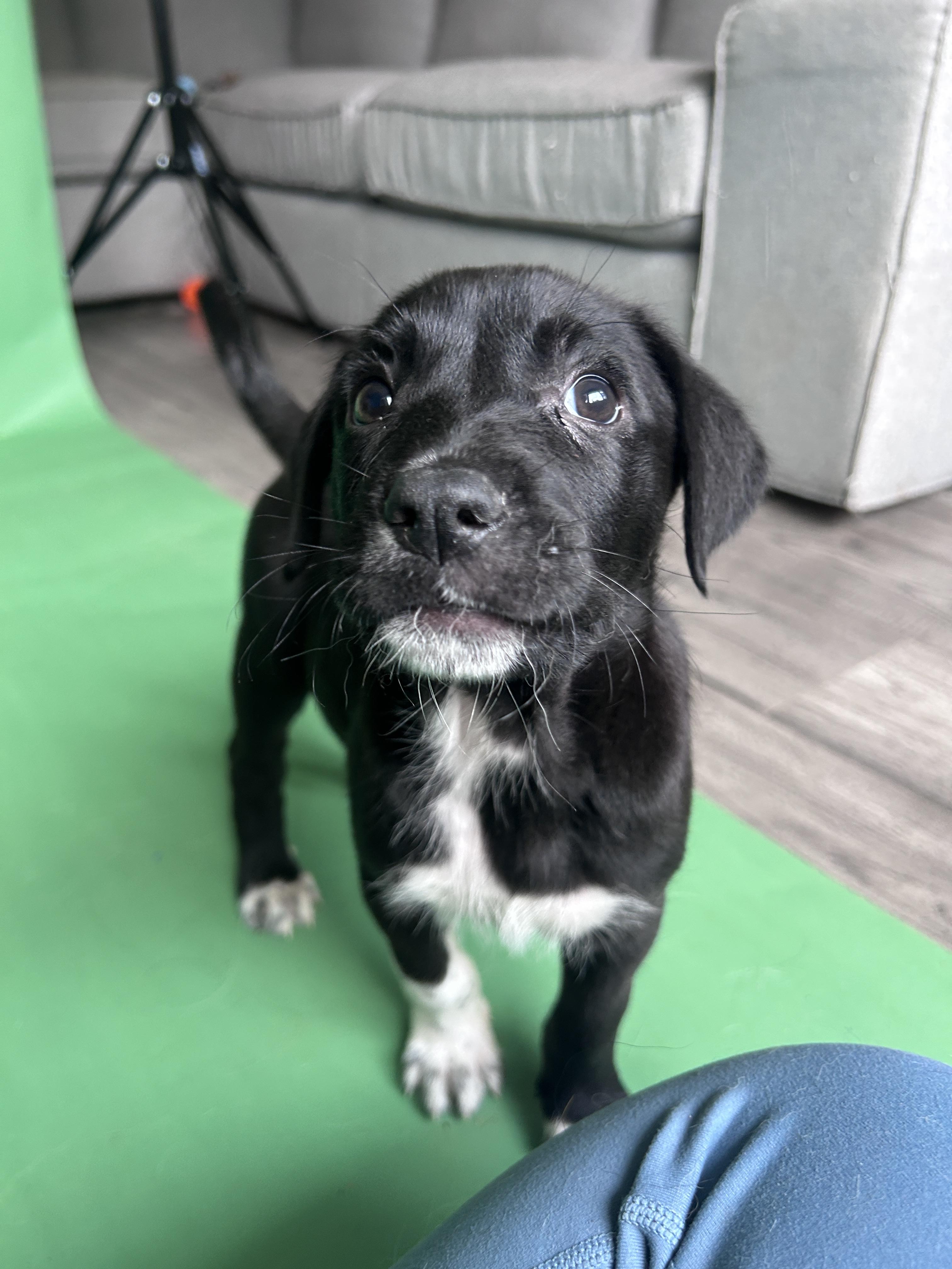 Enlarge Kevin, a ADOPTABLE Mixed Breed in Rochester , NY image 5/5