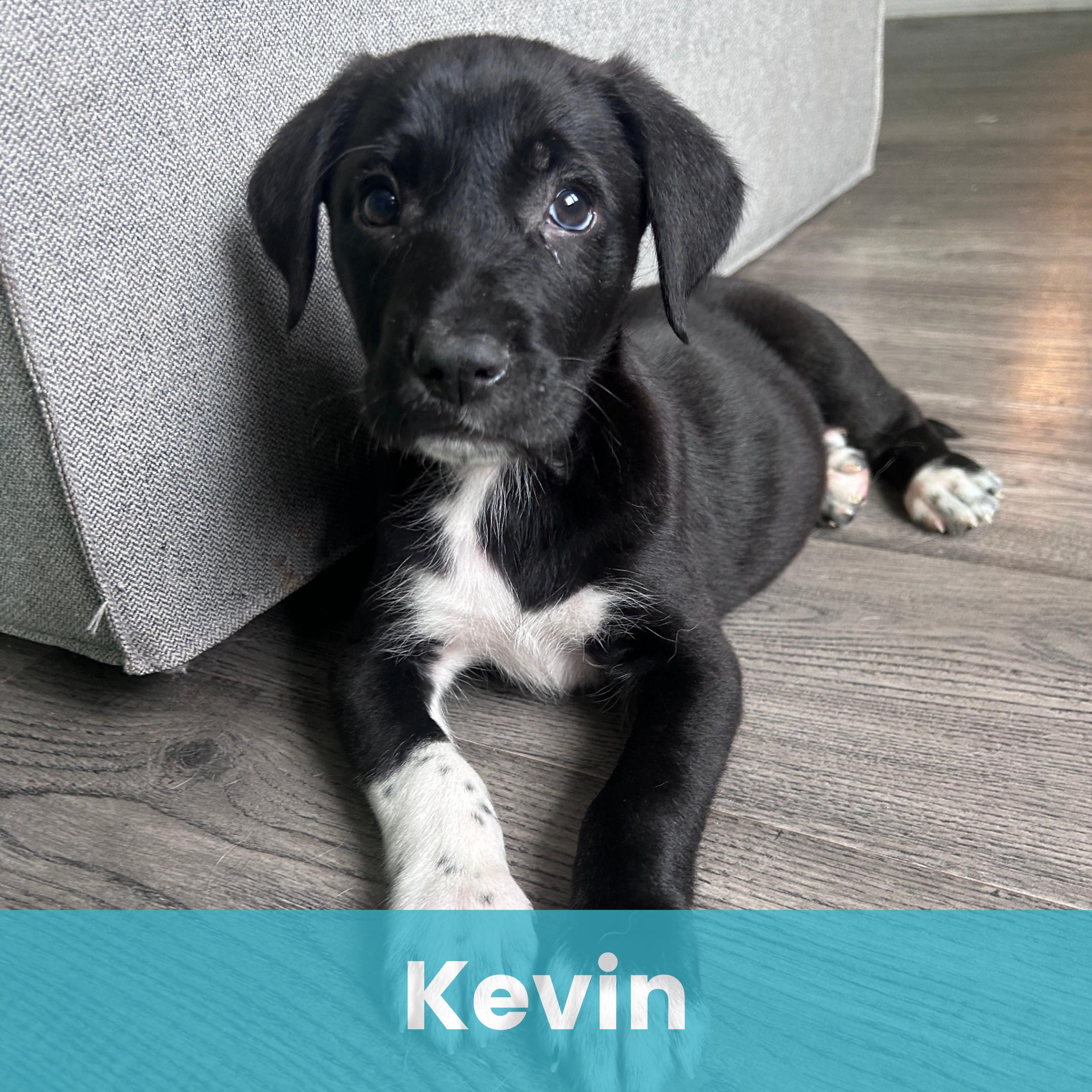 Enlarge Kevin, a ADOPTABLE Mixed Breed in Rochester , NY image 1/5
