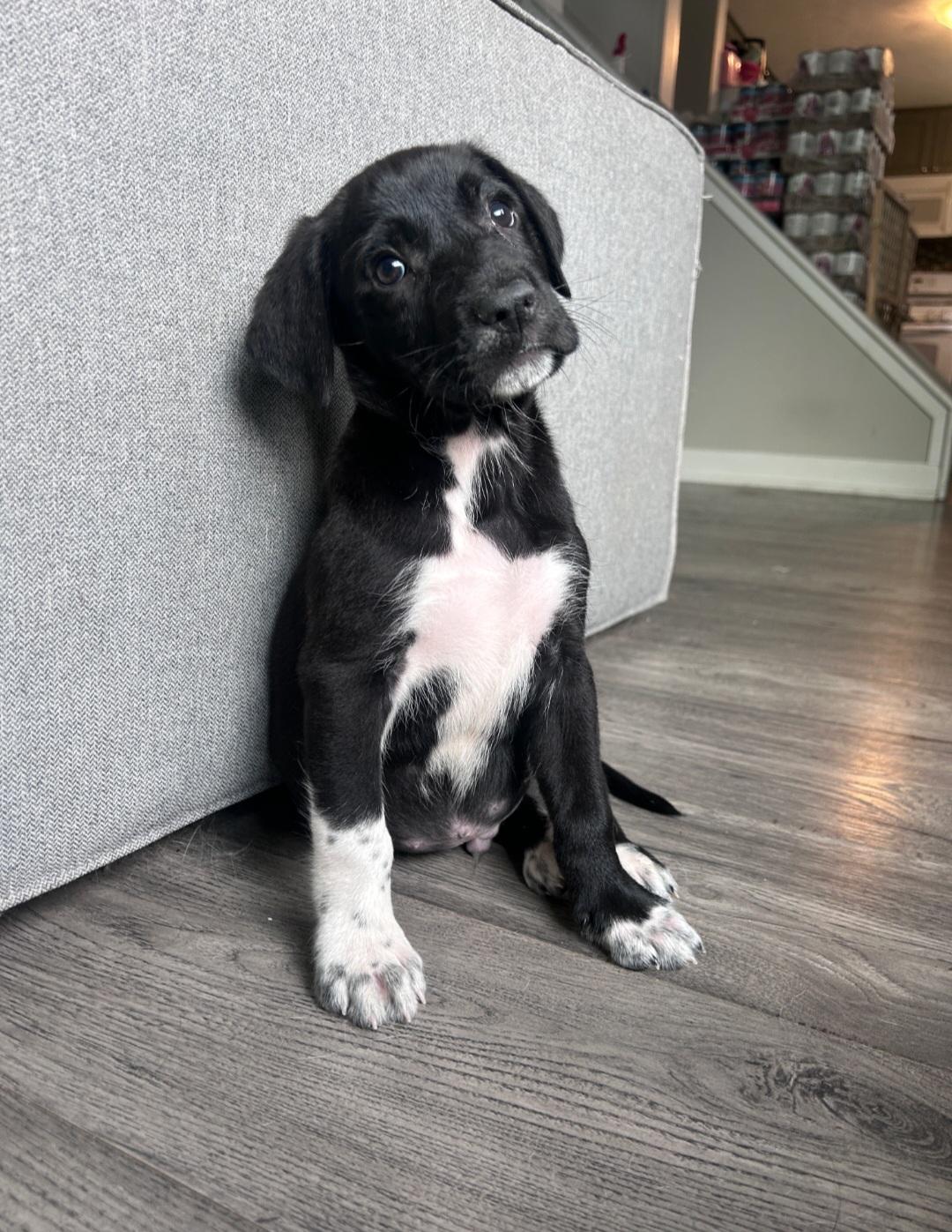 Enlarge Kevin, a ADOPTABLE Mixed Breed in Rochester , NY image 2/5