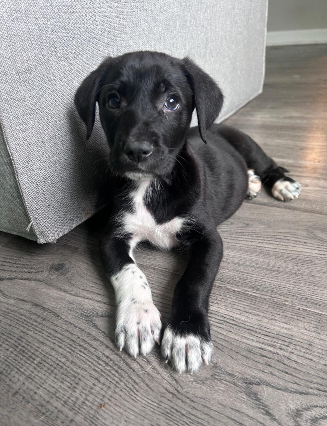 Enlarge Kevin, a ADOPTABLE Mixed Breed in Rochester , NY image 4/5